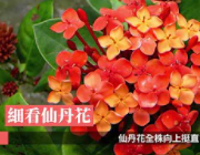 仙丹花─仙女散天丹滿庭仙丹花